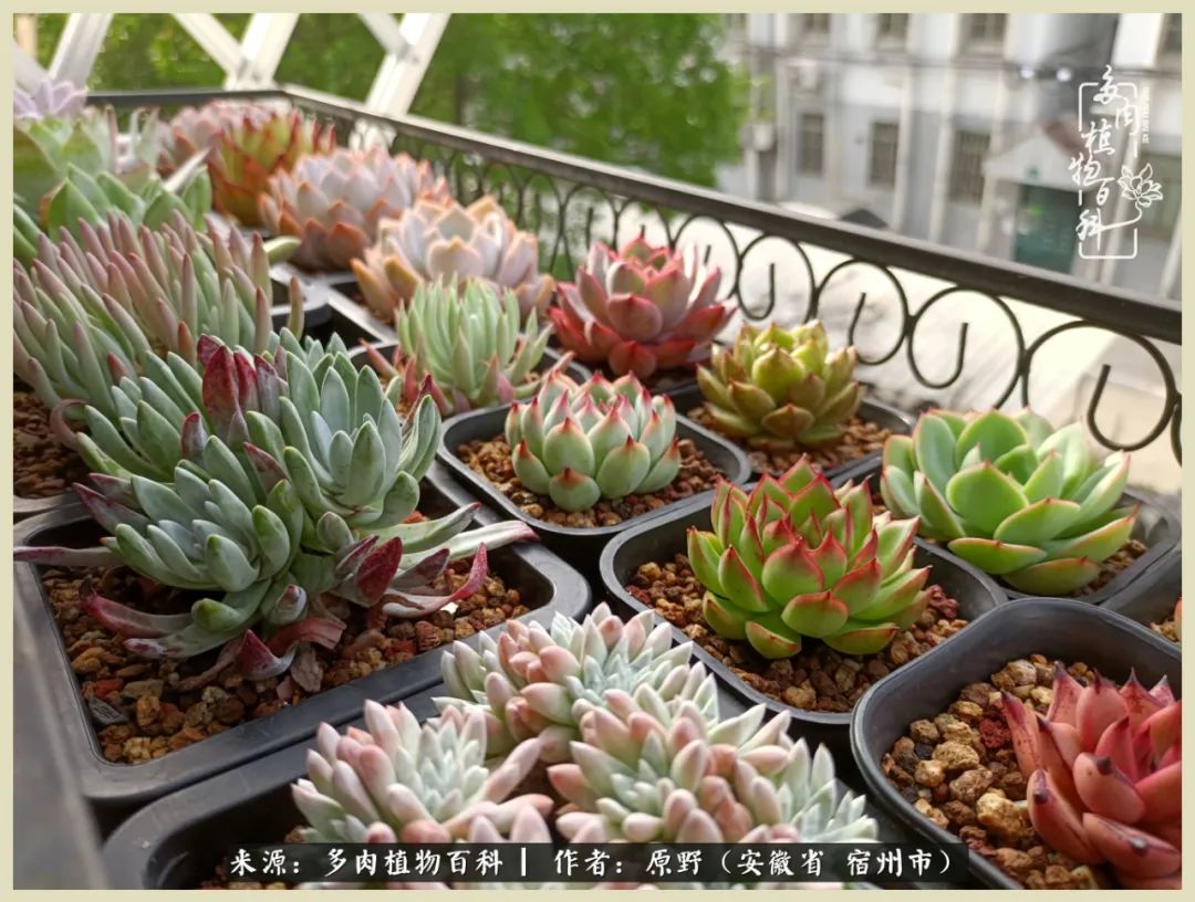 梅雨袭，酷暑至，多肉进入历劫季