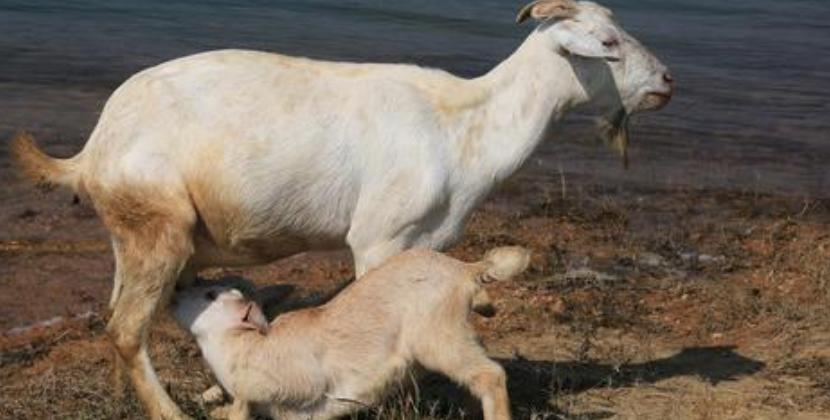 小羊羔为什么难养活,小羊羔养殖