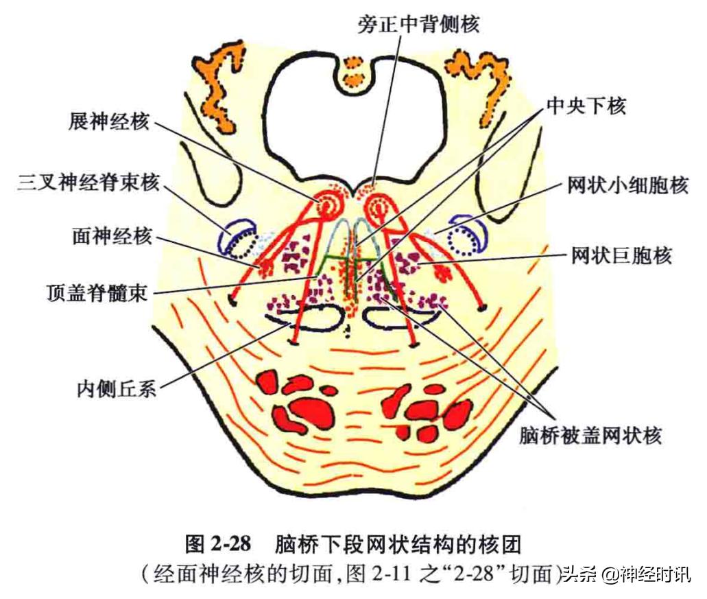 神经系统疾病定位诊断图解,神经系统定位定性诊断视频