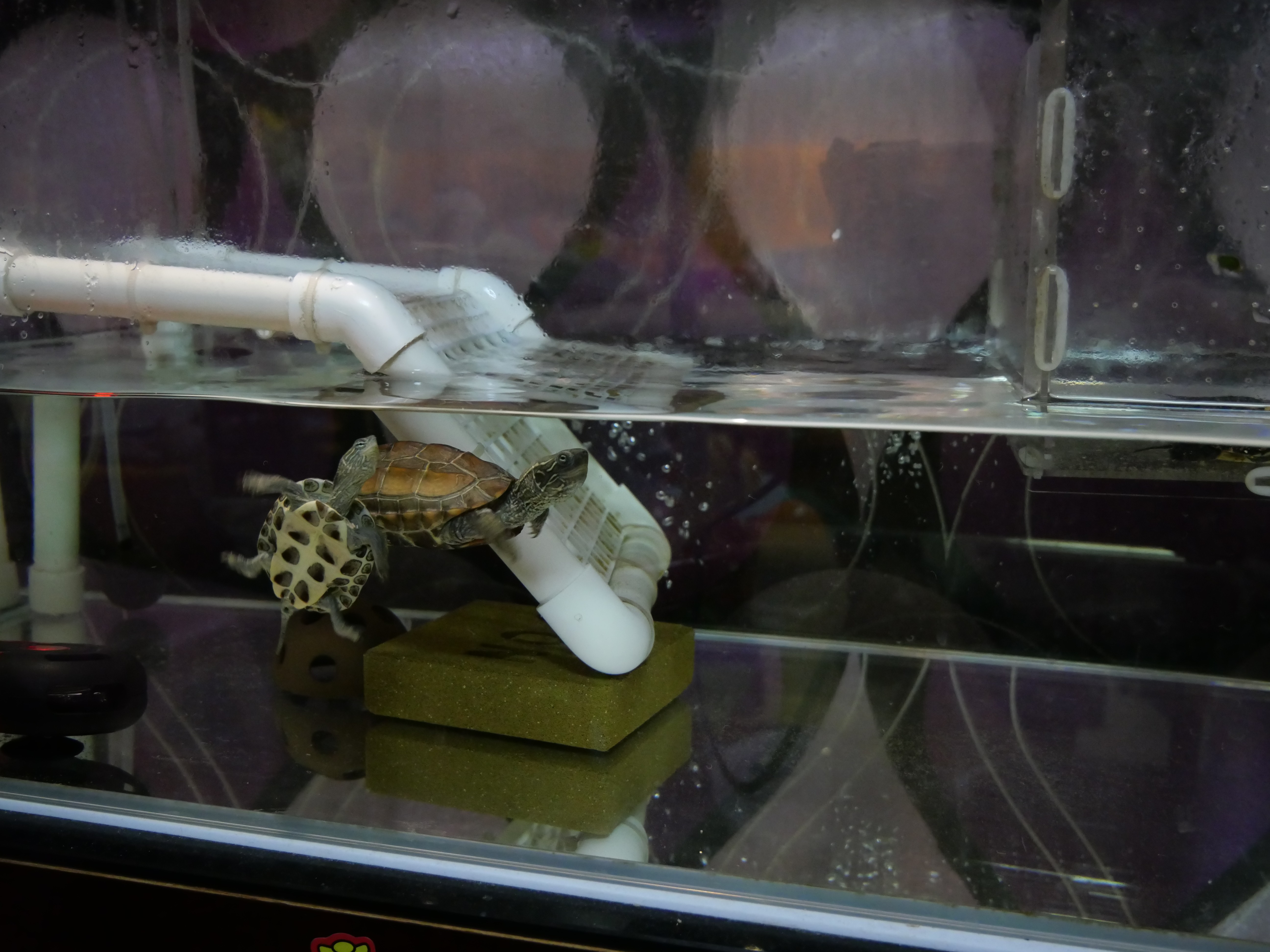 从乌龟下蛋到孵出小乌龟全过程,蛋龟刚出壳的龟苗怎么养