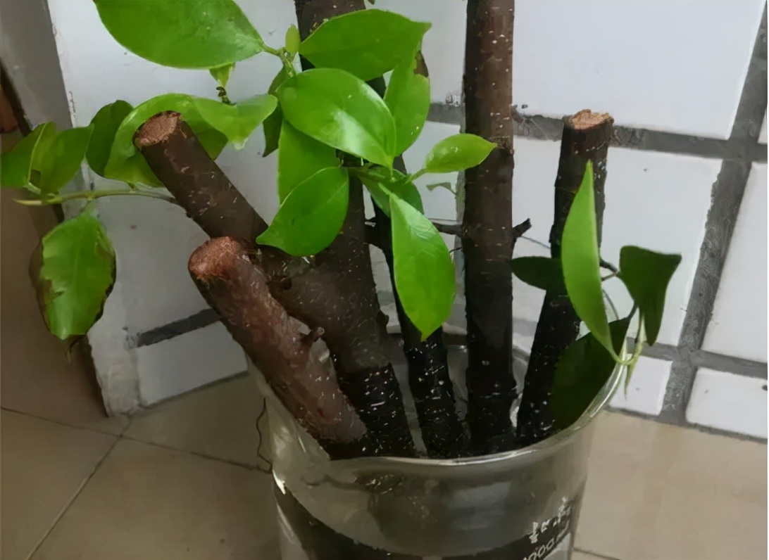 发财树主干腐烂怎么办,发财树上端腐烂怎么挽救