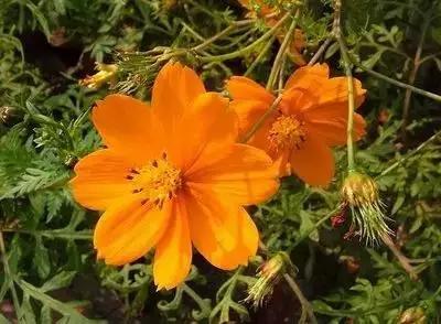 1到100朵红玫瑰花的寓意和花语,助人为乐善良可爱是哪种花的花语