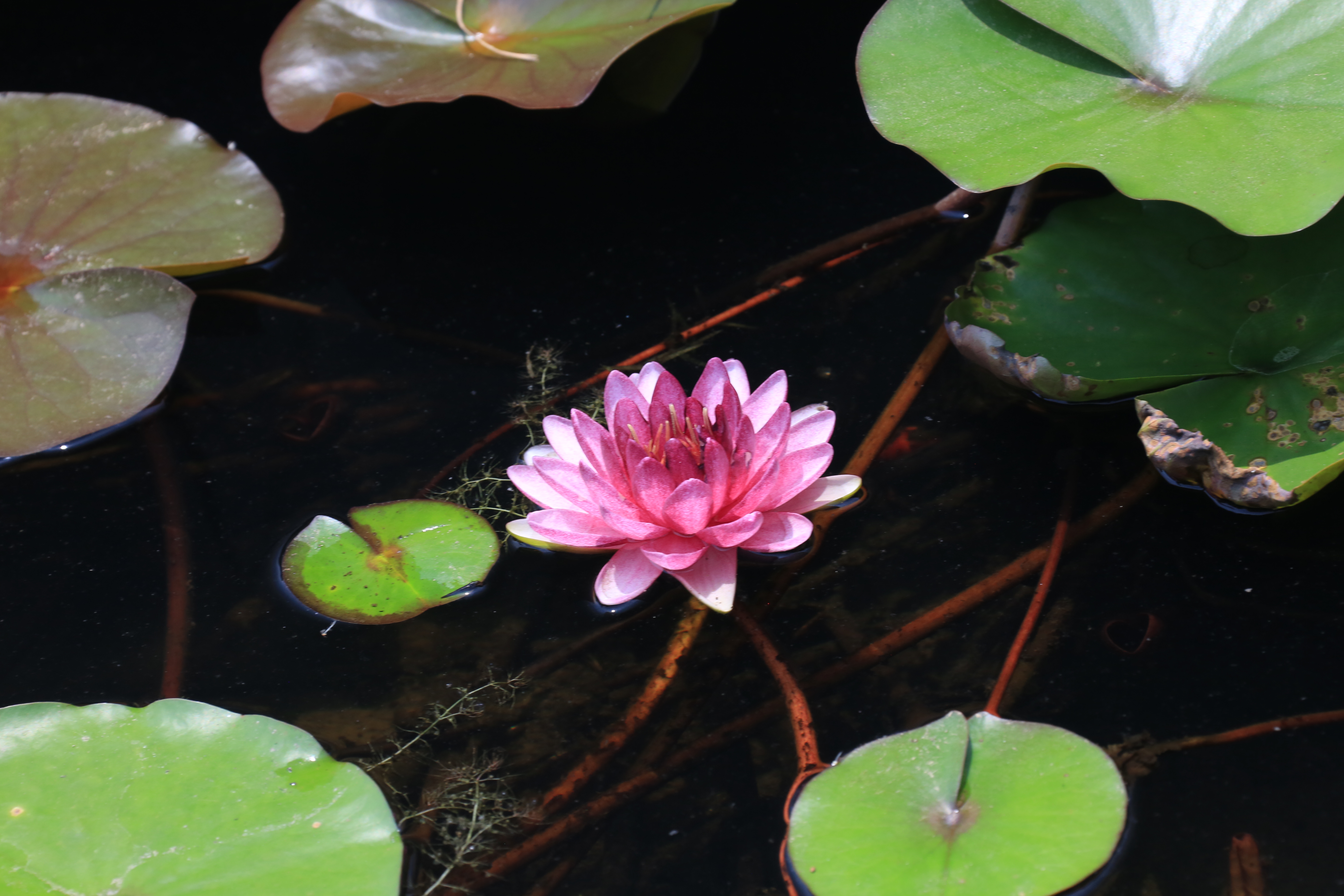 草原夜色美口琴视频,草原夜色美口琴音乐