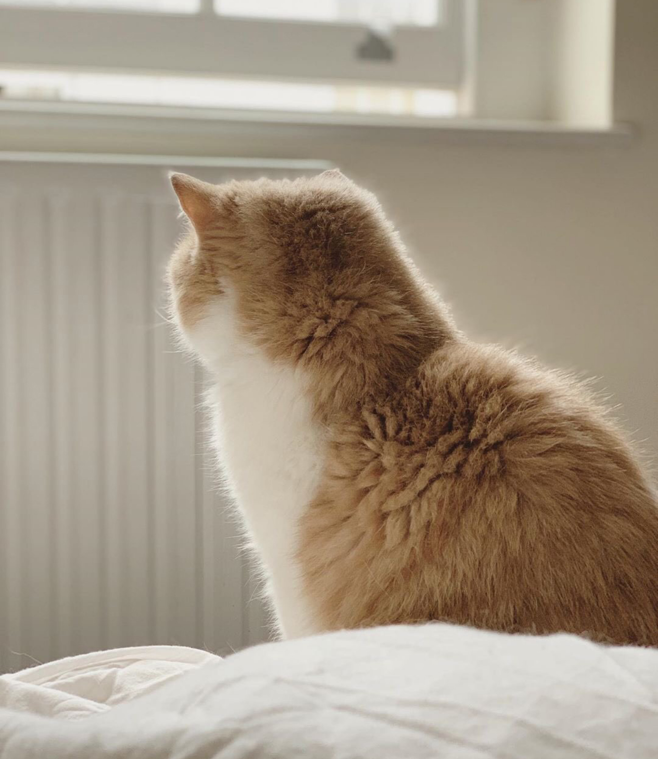 加菲猫和布偶猫更好看,三花加菲猫有多可爱