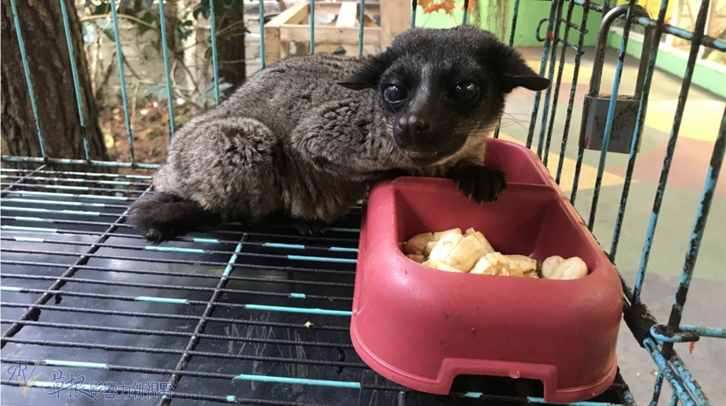 爪哇惊奇,二十万隆麝香猫咖啡园