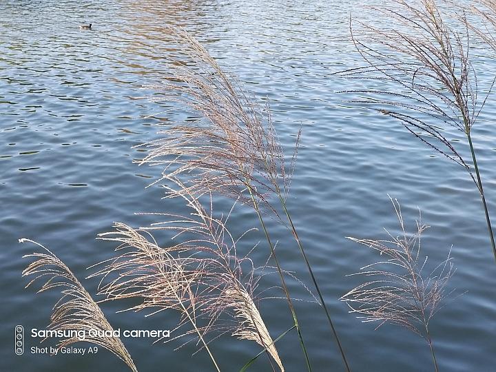 三星galaxya9s拍照,三星galaxya9开箱评测