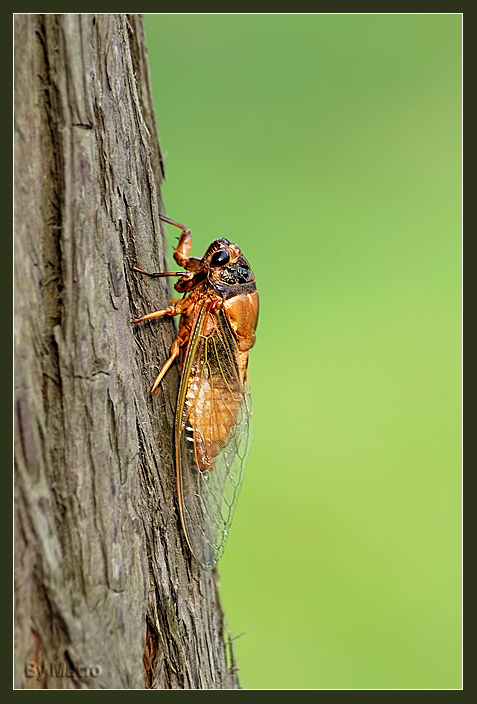 金蝉在黑暗中蛰伏多年,金蝉的一生要经历多少阶段