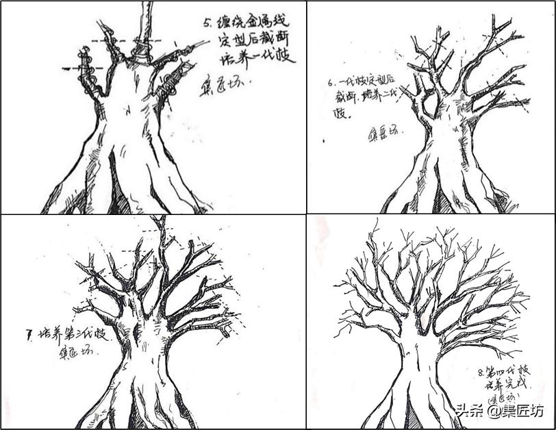 真柏大飘枝式盆景制作,真柏盆景上盆制作视频