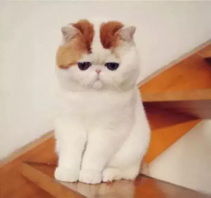 为什么很少有人养加菲猫,最难养的猫加菲猫