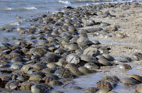 世界上哪种动物的血最贵,世界上最值钱的动物血