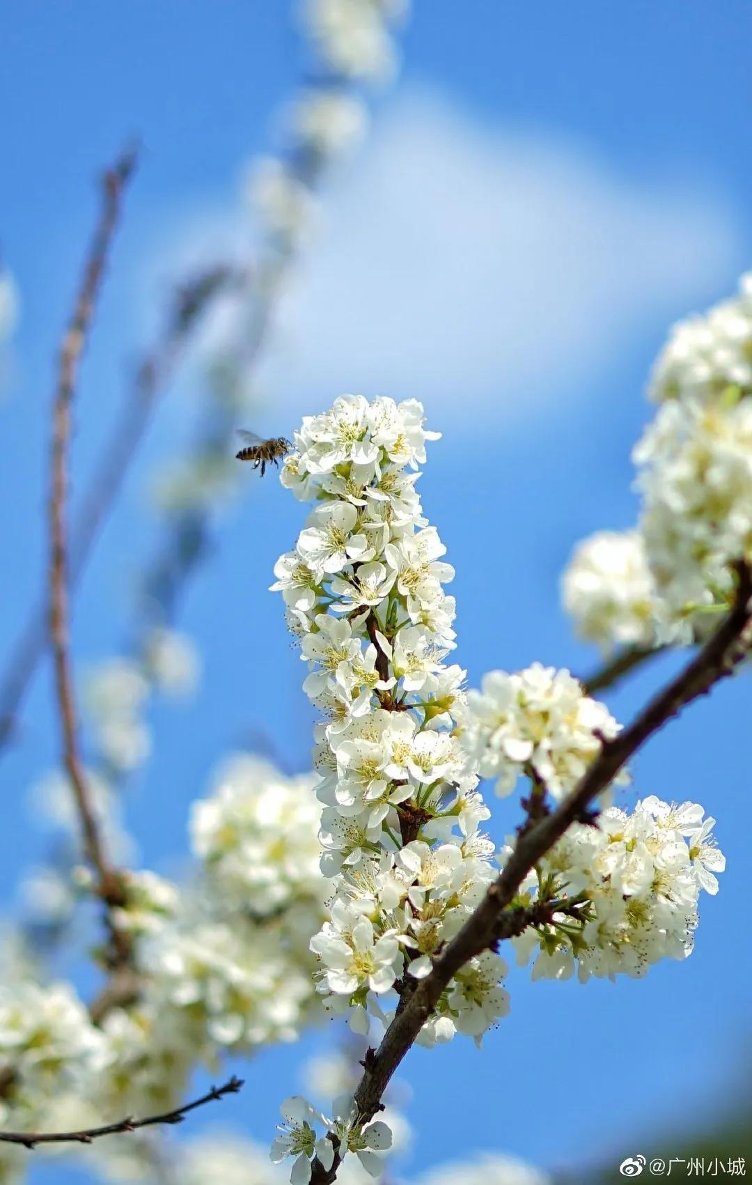 广州现在花开的季节,广州现在什么花开了