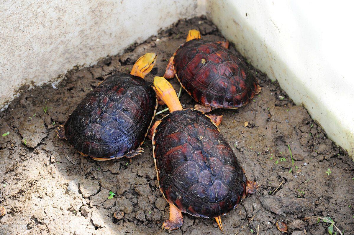 黄缘龟和红腿陆龟能一起养吗,黄缘龟是陆龟还是水龟日常怎样养