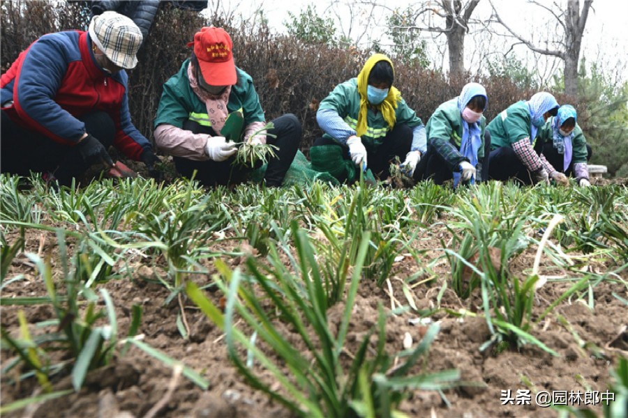 麦冬草坪除杂草,麦冬草怎样消灭