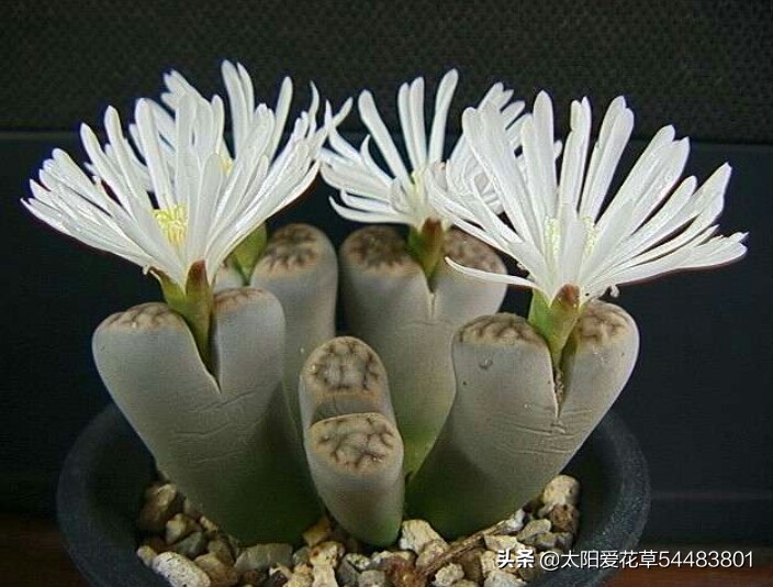 多肉生石花怎么移栽,多肉生石花多久开花