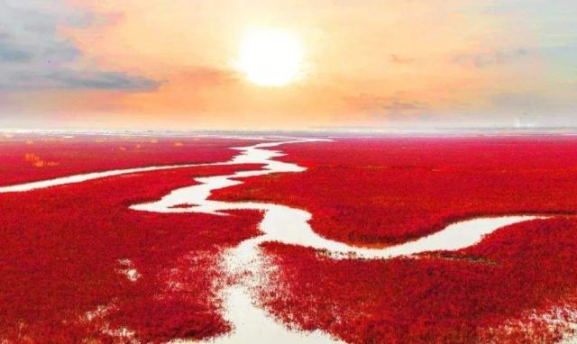 翅碱蓬为什么秋季变红,翅碱蓬退化