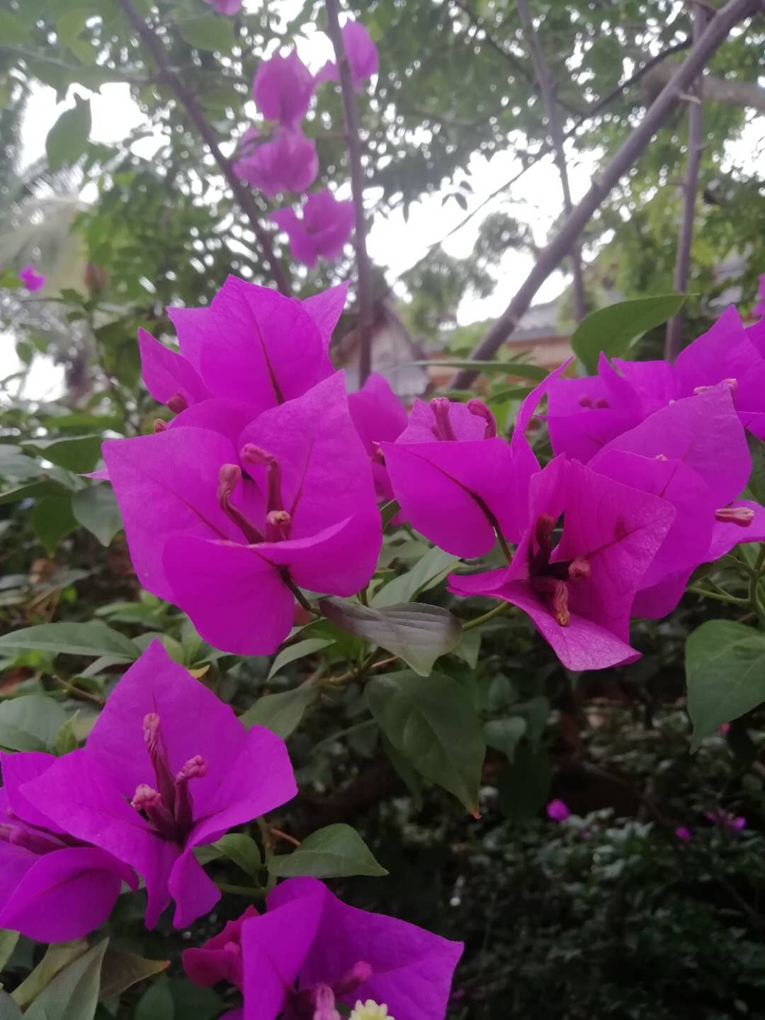 西双版纳原始森林向往的生活,西双版纳傣族向往的生活