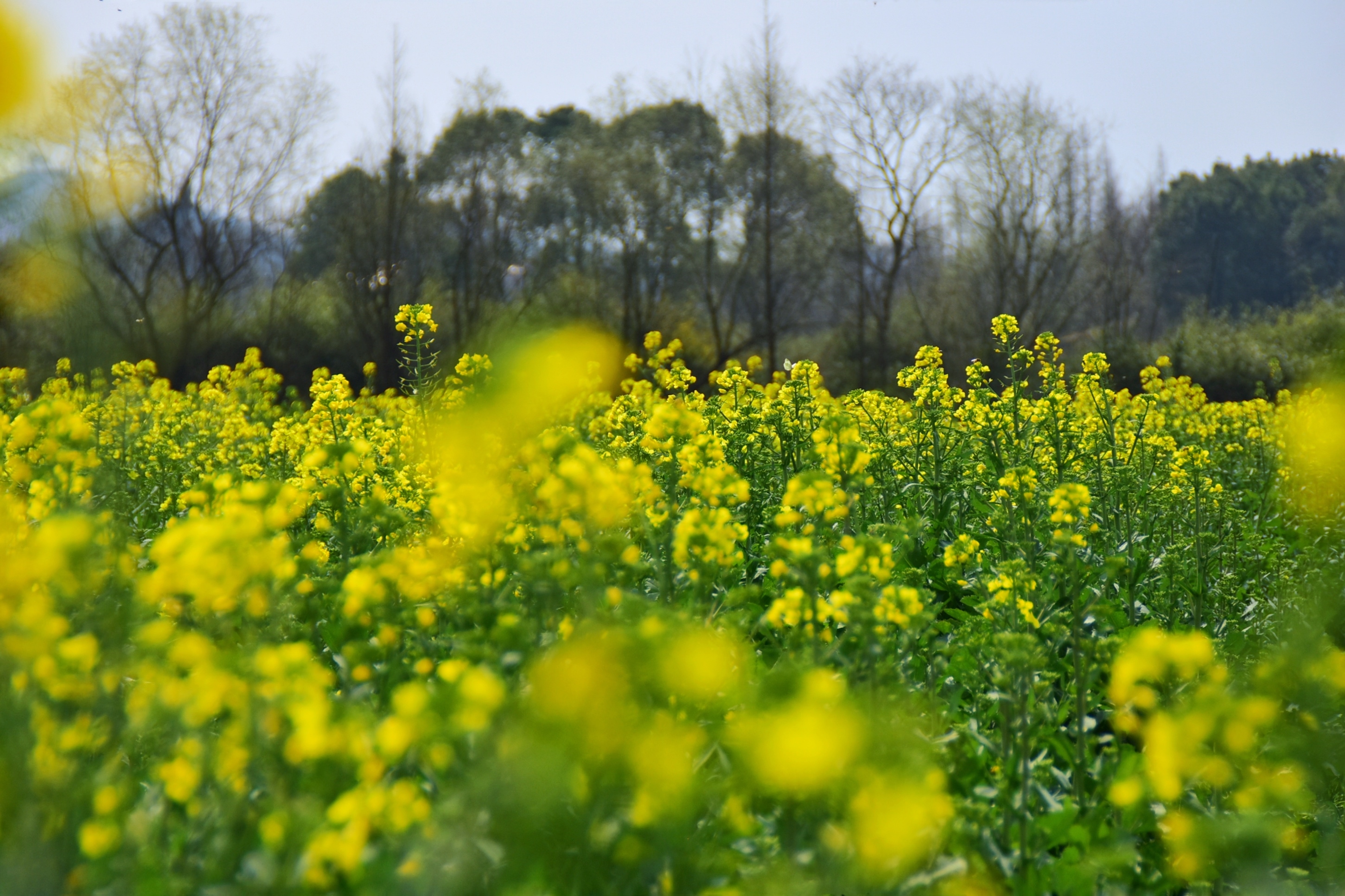 乡村振兴走向文化自信,乡村如何质变才是乡村振兴的对策
