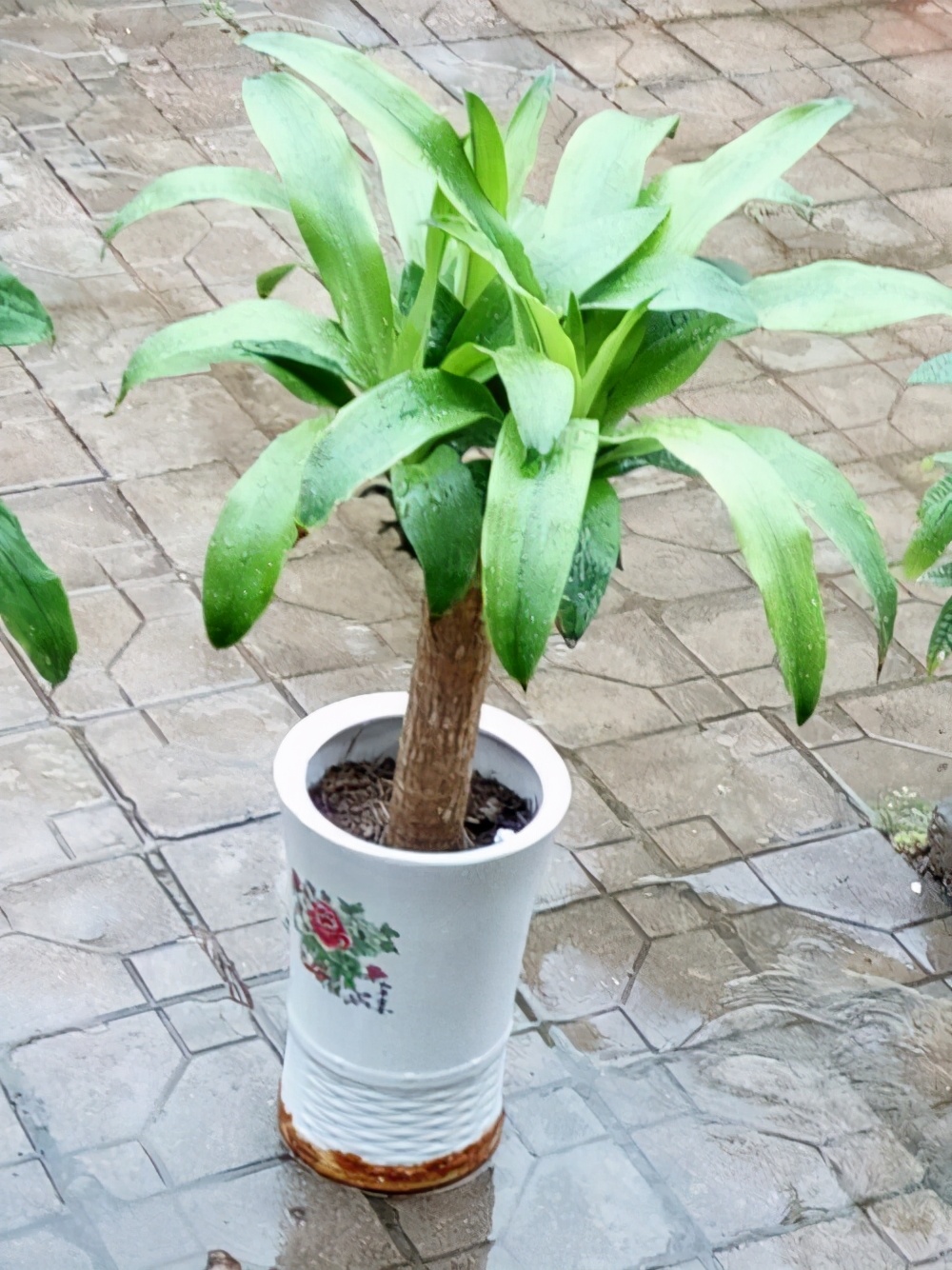 巴西木能晒种吗,种巴西木有什么好处