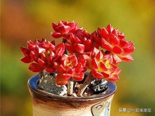 多肉蒂亚小苗怎么养好,养多肉一个月的变化