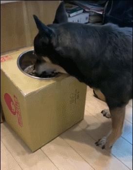 老狗吃饭很痛苦，主人用纸皮箱架高食盆！但普通狗狗不要乱用