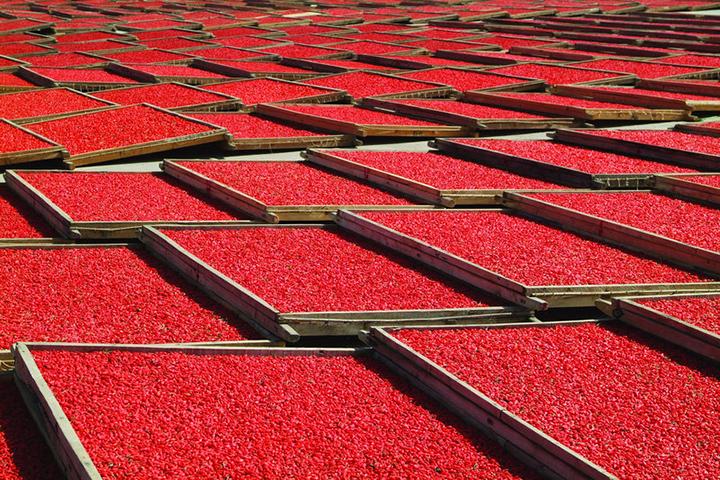 山海情演的什么,山海情宁夏