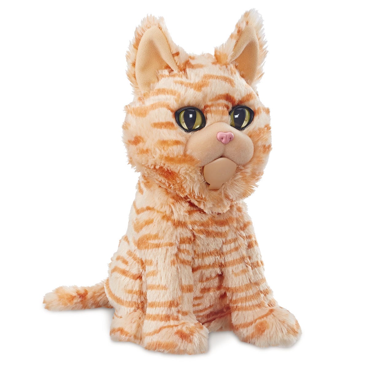 惊奇队长奇异猫,惊奇队长橘猫是中华田园猫吗