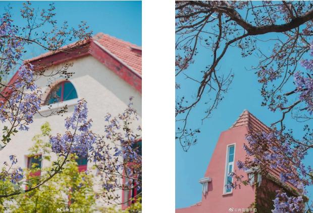 均温20℃的海滨老城，紫色泡桐花美得像国外，现在去性价比超高