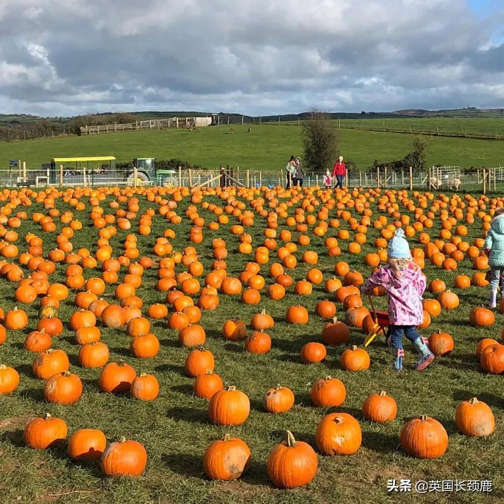 南瓜大作战攻略,南瓜大作战有几个地点