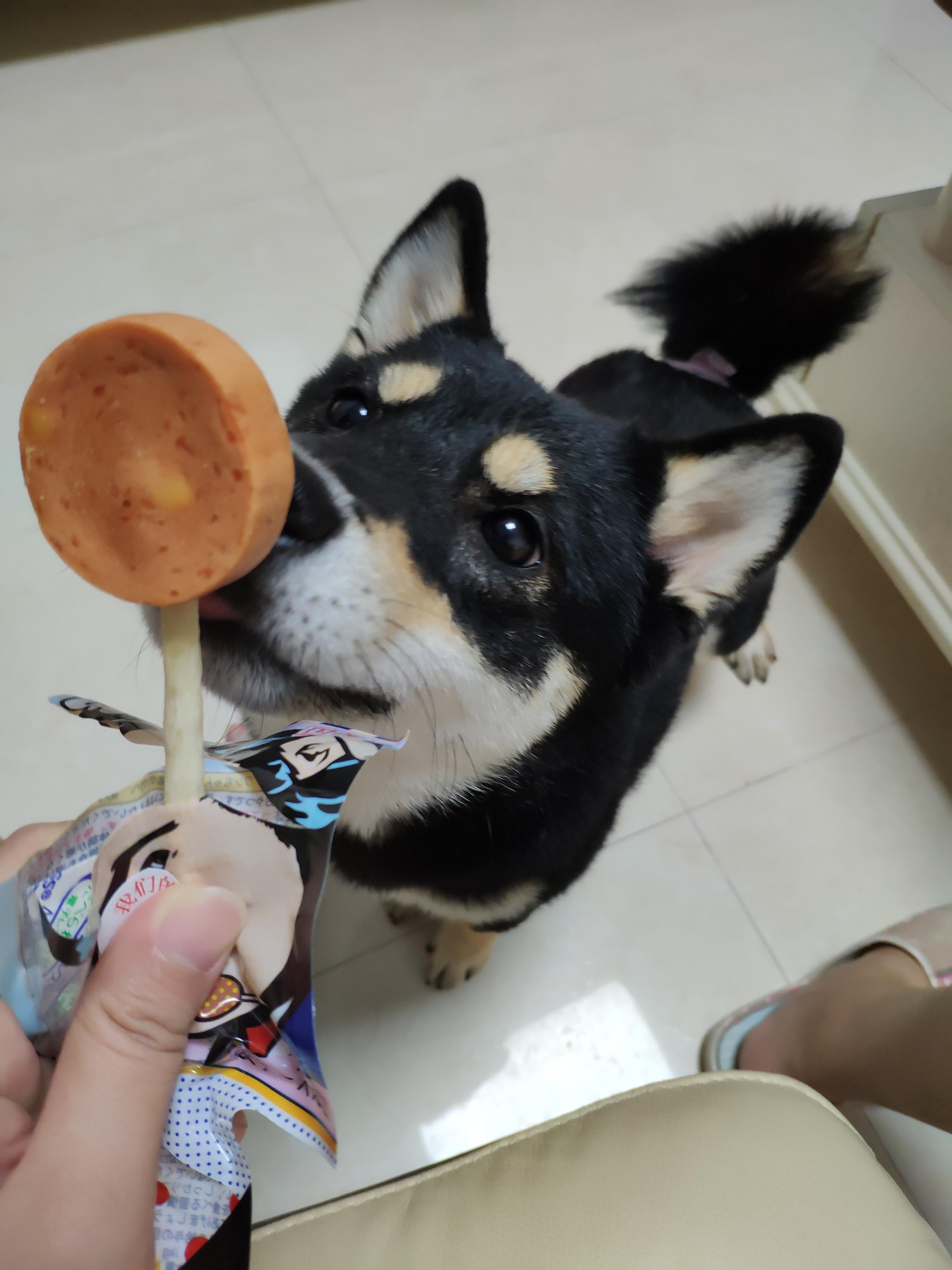 过年加餐？小心喂坏肚子——玻璃胃狗子的喂养心路历程