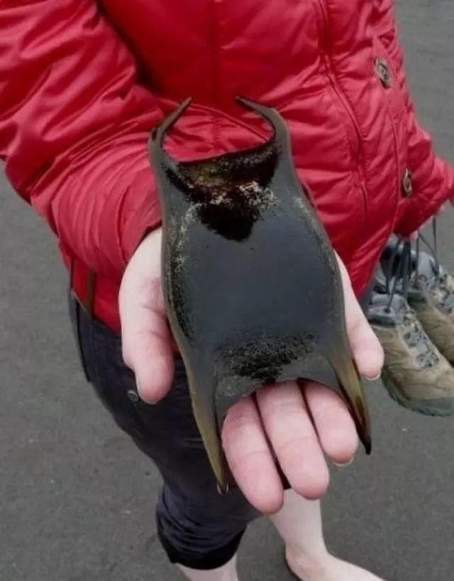 27张难得一见的图片看完眼界大开,18张令人大开眼界的图片