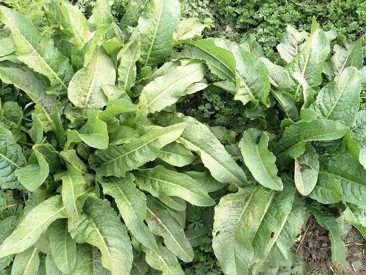 土大黄与金不换是同一种植物吗,农村路边长的土大黄有什么用