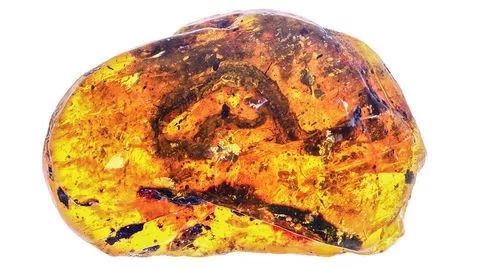 科学家找到的残缺的恐龙化石,灭绝物种缅甸琥珀