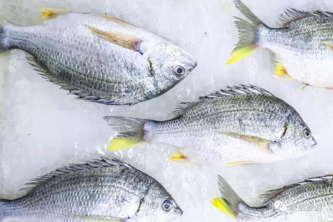 海捕常见海鱼,东海海鱼图片和名称大全