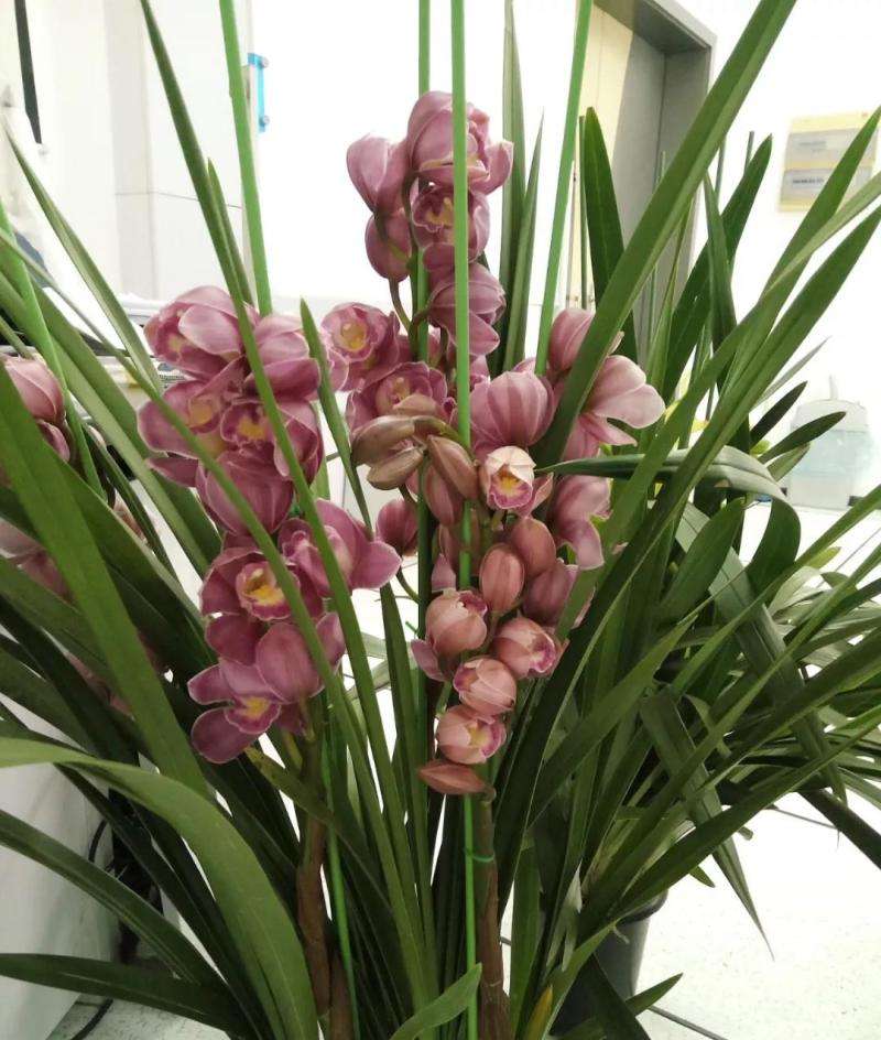 中国名花兰花盆栽,盆栽兰花唯美古风