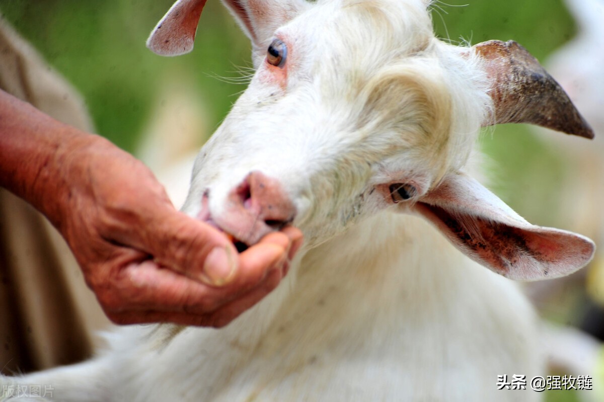 圈养羊的要领,圈养羊需要喂什么