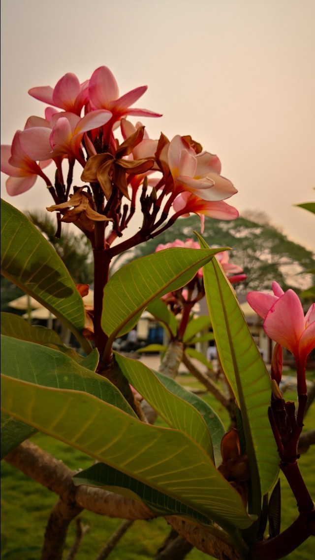 为什么老挝把鸡蛋花当成国花,为什么鸡蛋花是老挝的国花