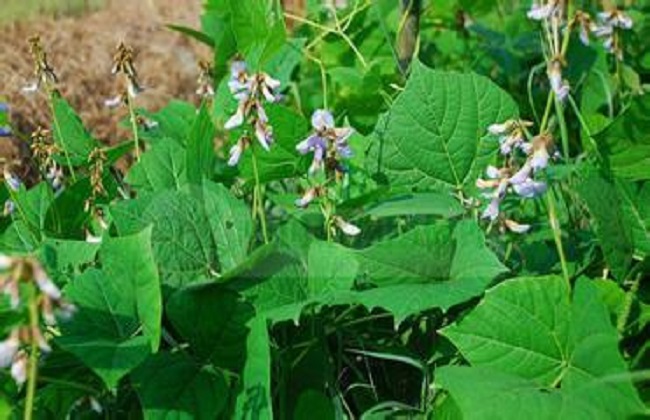 什么牌的凉薯种子高产,凉薯出粉率高产品种