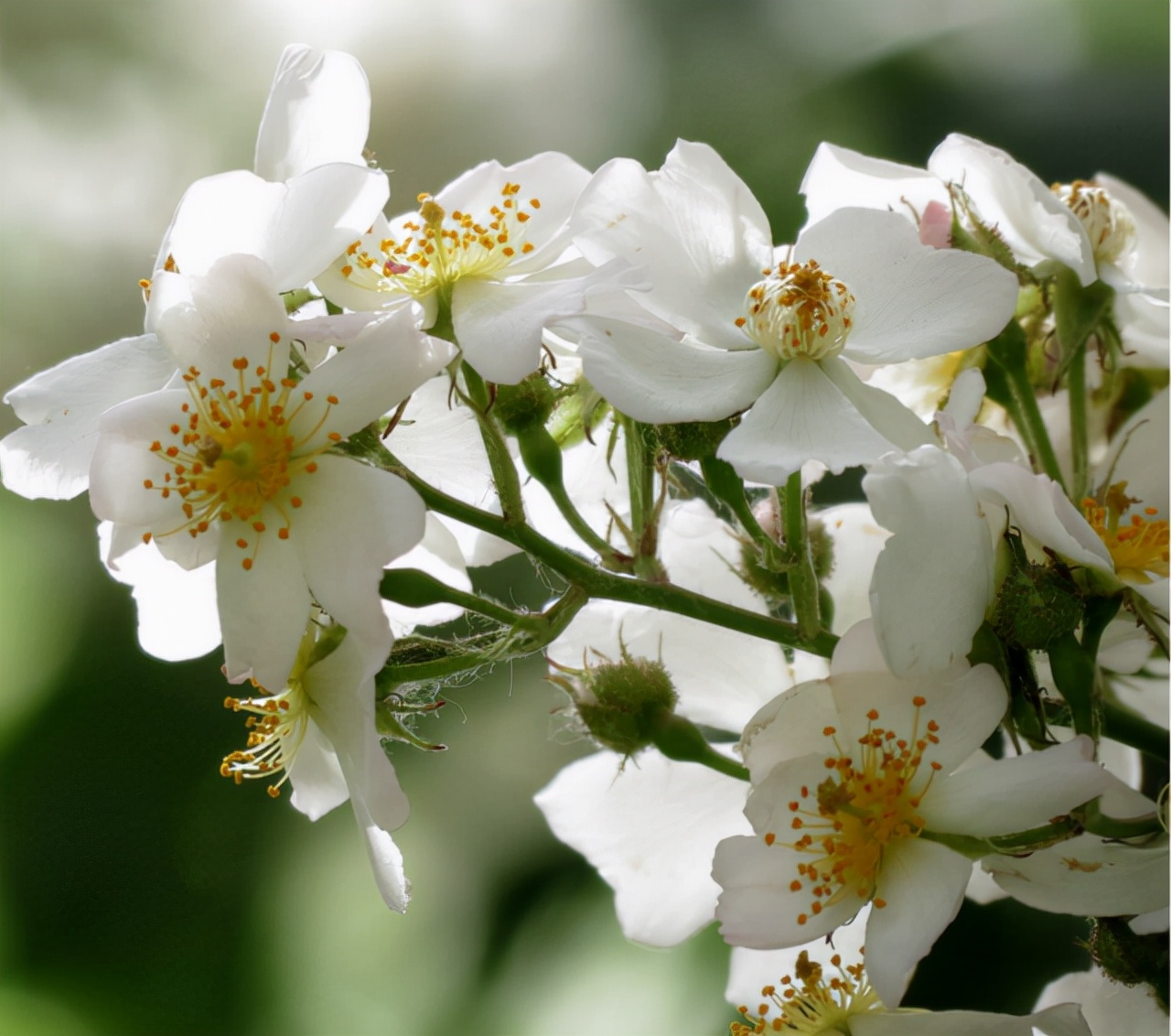 花开荼蘼散文,花开荼蘼爱未央散文