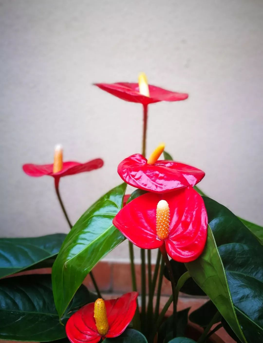 过年家里必摆的九道菜,过年家里摆的喜庆的物件