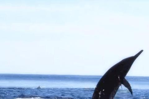 喜羊羊与灰太狼原始世界纪录片,喜羊羊与灰太狼每部片讲述的道理