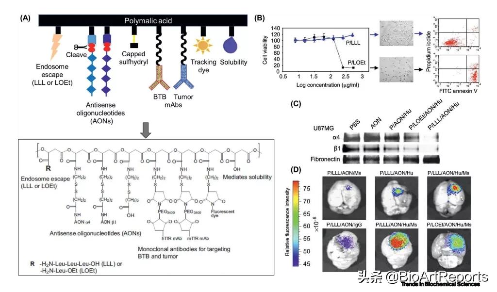 生物合成突破性新技术,生物合成糖苷化合物的研究进展