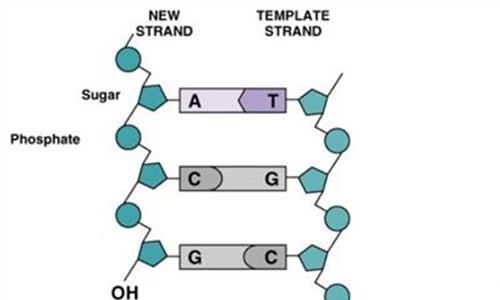 火化后的骨灰能检测dna吗,火化后骨灰中还有dna吗