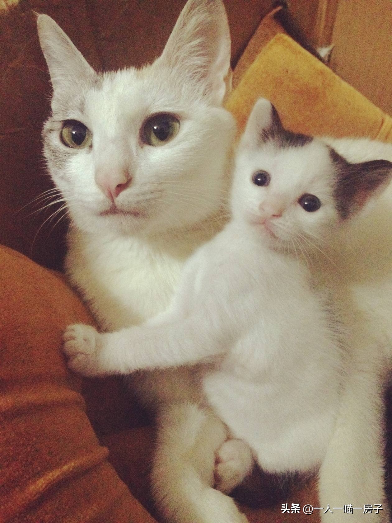 孕期日记：顺利通过无创DNA