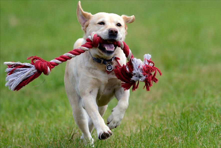 养拉布拉多犬一个月花费多少钱,养拉布拉多犬新手要注意什么