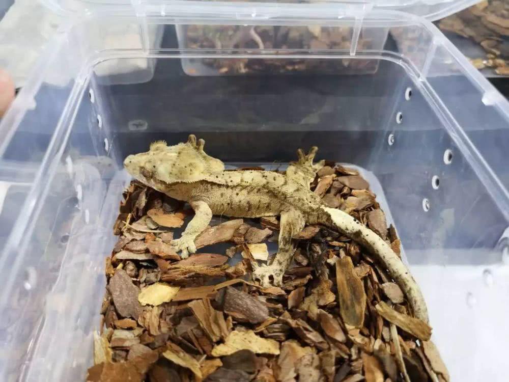 蛇会咬蛇吗,蛇为什么不咬养蛇人