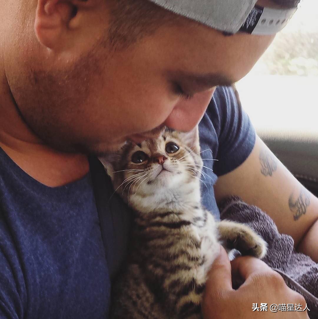 养猫的基本知识和方法,猫要怎么养详细解答科学养猫