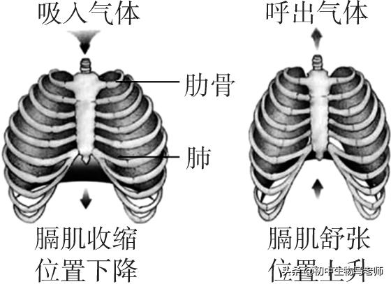 中考生物复习要点速记（人教版）第四单元生物圈中的人