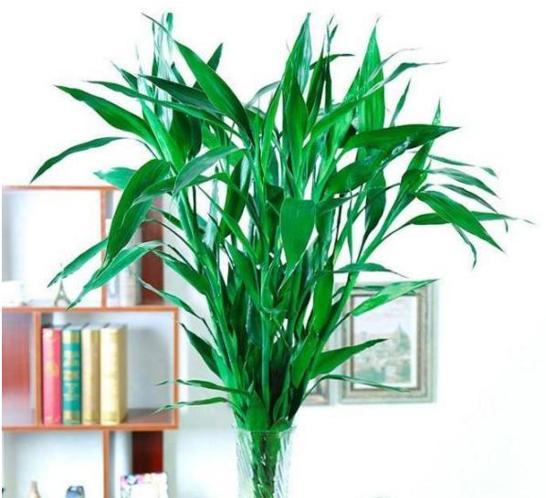 5种花不吉利再喜欢也别养在室内,5种花常年开花易爆盆