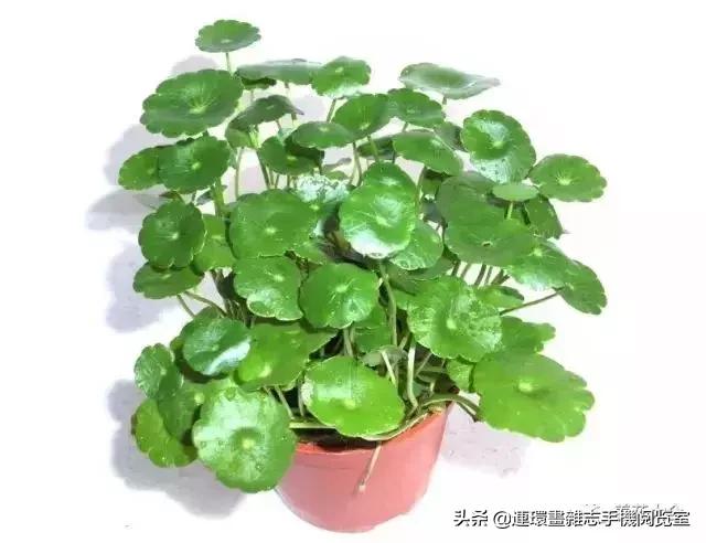 100种常见花卉植物图谱,100种花卉素描图谱