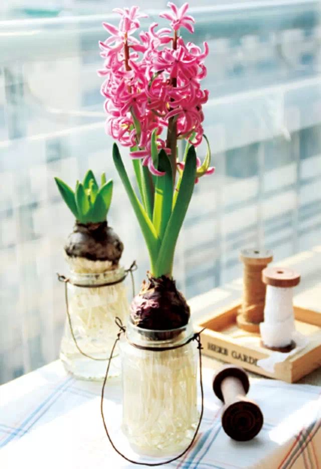 南美室内水培观赏绿植,水培绿植与土培绿植的区别